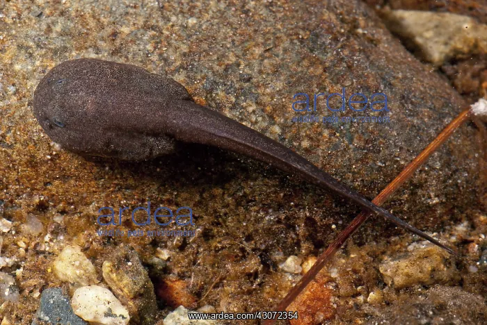 : Tailed Frog Tadpole : Tailed Frog Tadpole