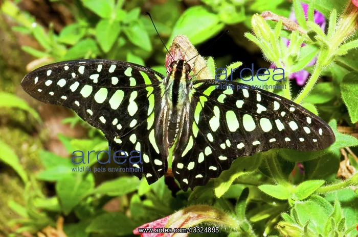 : Tailed Jay Butterfly : Tailed Jay Butterfly