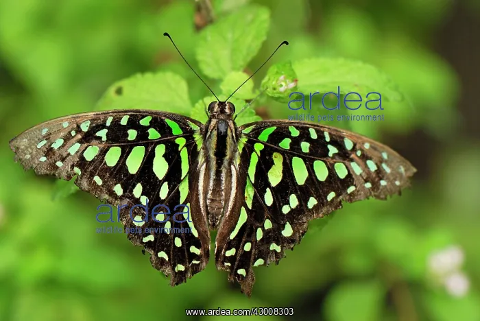 : Tailed Jay Butterfly controlled conditions : Tailed Jay Butterfly controlled conditions