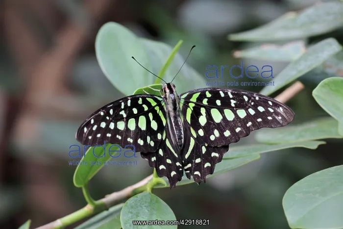 : Tailed Jay / Green-spotted Triangle Butterfly - : Tailed Jay / Green-spotted Triangle Butterfly -