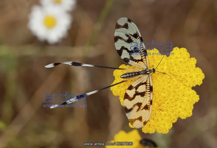 : Tailed Lacewing - visiting Achillea flowers : Tailed Lacewing - visiting Achillea flowers