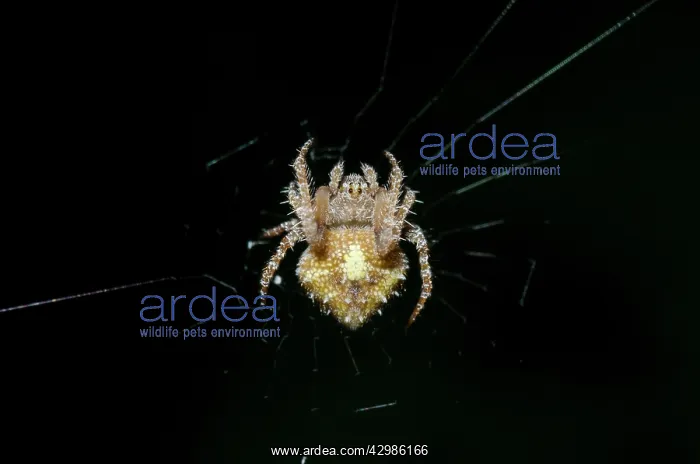 : Tailed Orb-weaver Spider - Klungkung, Bali, Indonesia : Tailed Orb-weaver Spider - Klungkung, Bali, Indonesia