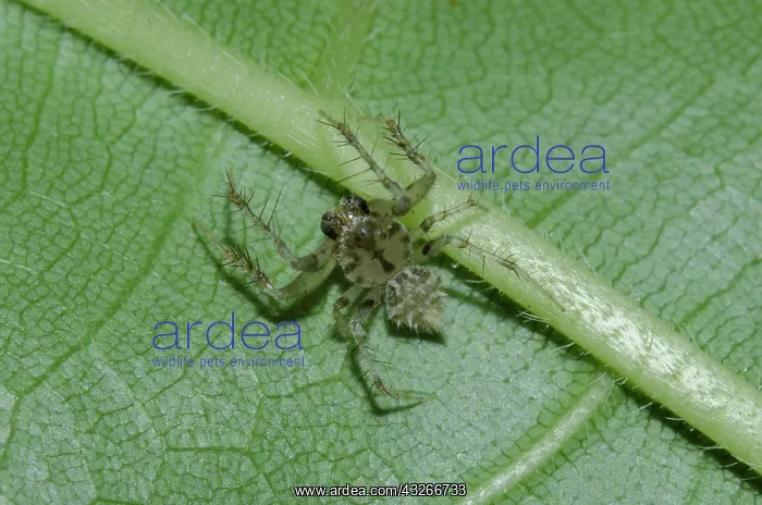 : Tailed Orb-weaver Spider - on leaf - Klungkung : Tailed Orb-weaver Spider - on leaf - Klungkung