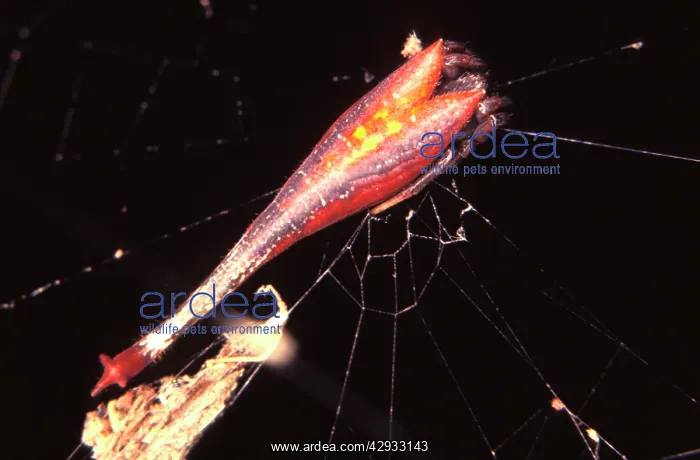 : Tailed or Scorpiontailed spider - female with juvenile : Tailed or Scorpiontailed spider - female with juvenile