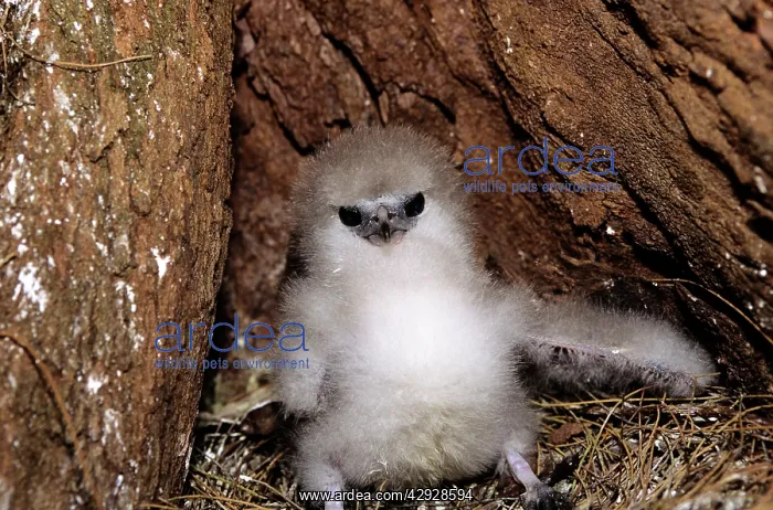 : TAILED TROPICBIRD - CHICK C / U : TAILED TROPICBIRD - CHICK C / U