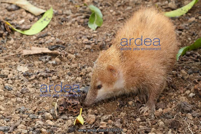 : Tailess tenrec (Tenrec ecaudatus) looking for insects : Tailess tenrec (Tenrec ecaudatus) looking for insects