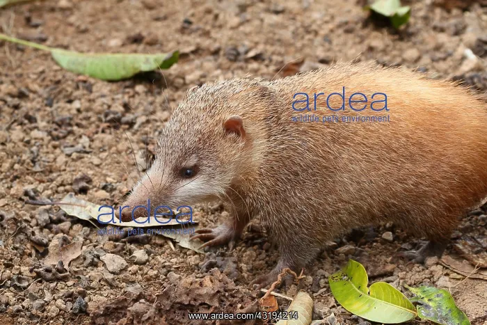 : Tailess tenrec (Tenrec ecaudatus) looking for insects : Tailess tenrec (Tenrec ecaudatus) looking for insects
