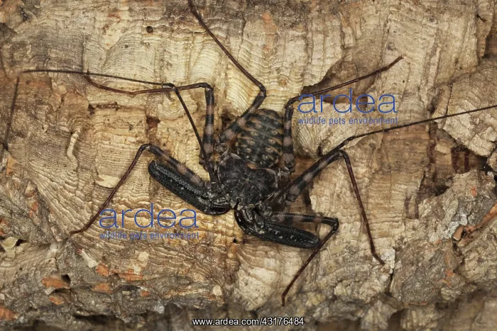 : Tailess Whip Scorpion : Tailess Whip Scorpion