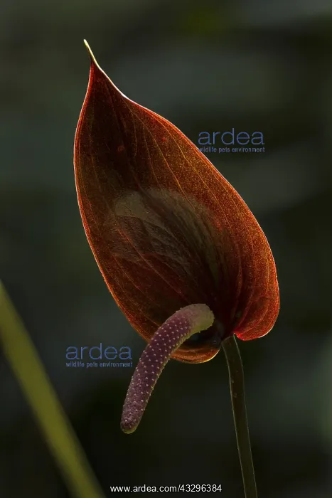 : Tailflower / Flamingo Flower (Anthurium caramantae) : Tailflower / Flamingo Flower (Anthurium caramantae)