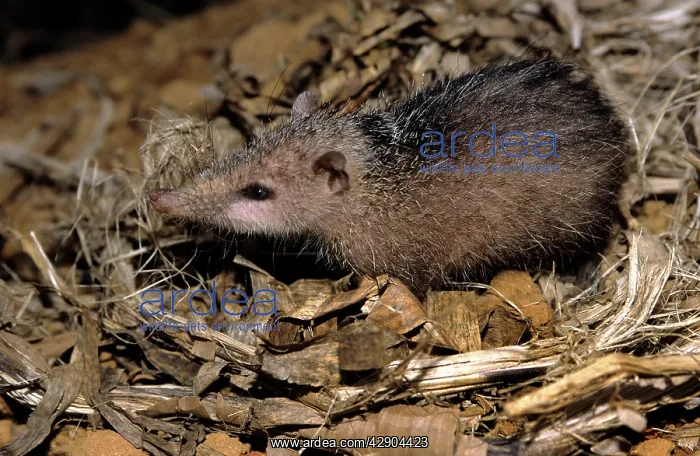 : Tailless Tenrec : Tailless Tenrec