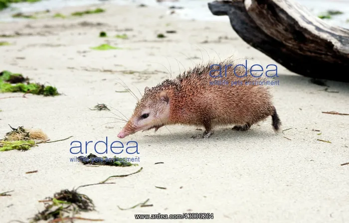 : Tailless tenrec Common tenrec : Tailless tenrec Common tenrec