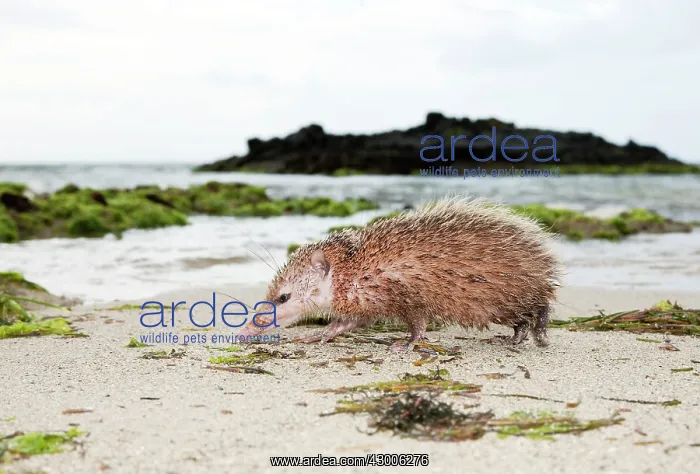 : Tailless tenrec Common tenrec : Tailless tenrec Common tenrec