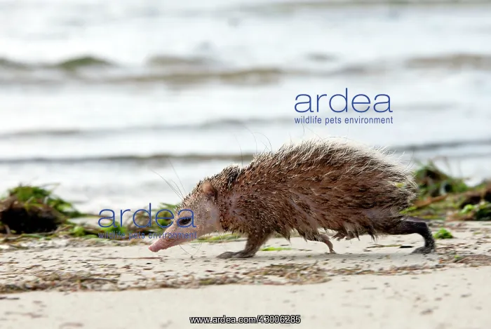 : Tailless tenrec Common tenrec : Tailless tenrec Common tenrec