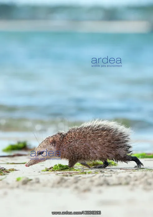 : Tailless tenrec Common tenrec : Tailless tenrec Common tenrec
