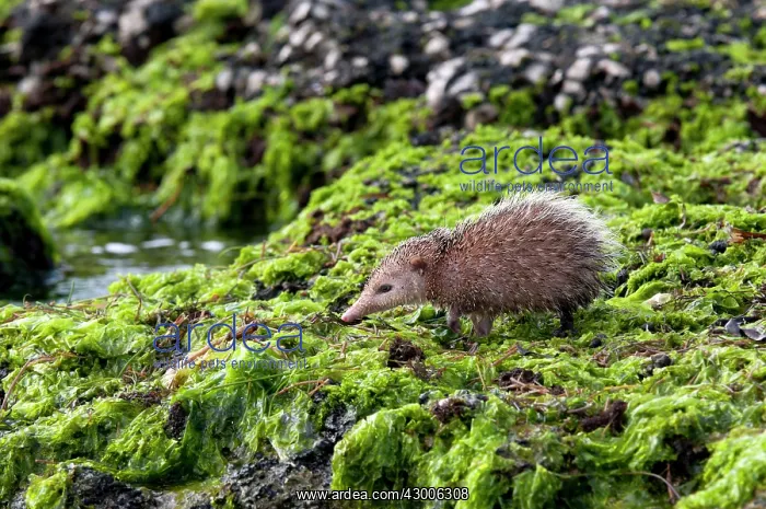 : Tailless tenrec Common tenrec : Tailless tenrec Common tenrec