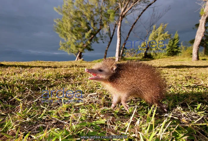 : Tailless tenrec Common tenrec : Tailless tenrec Common tenrec
