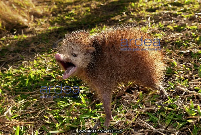 : Tailless tenrec Common tenrec : Tailless tenrec Common tenrec
