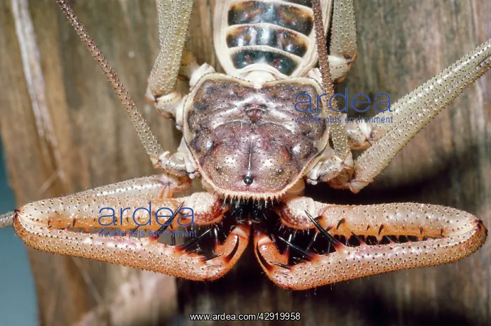 : Tailless Whip Scorpion : Tailless Whip Scorpion