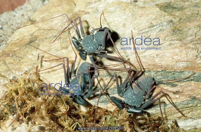 : Tailless Whip Scorpion : Tailless Whip Scorpion