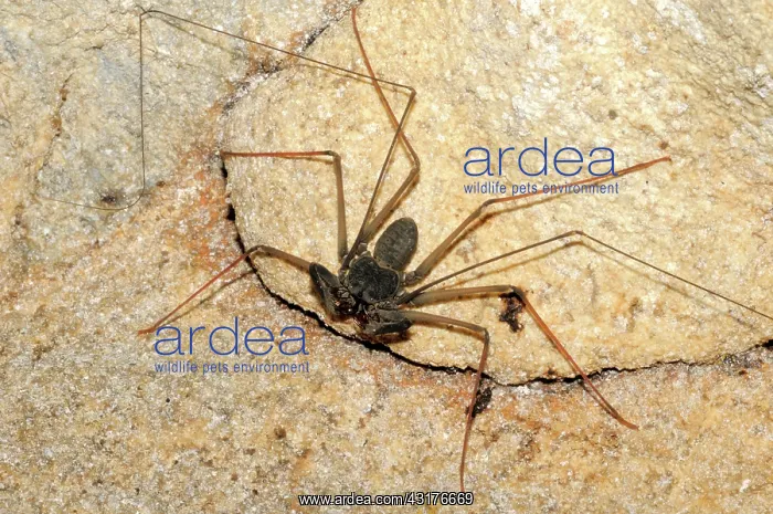 : Tailless Whip-Scorpion : Tailless Whip-Scorpion