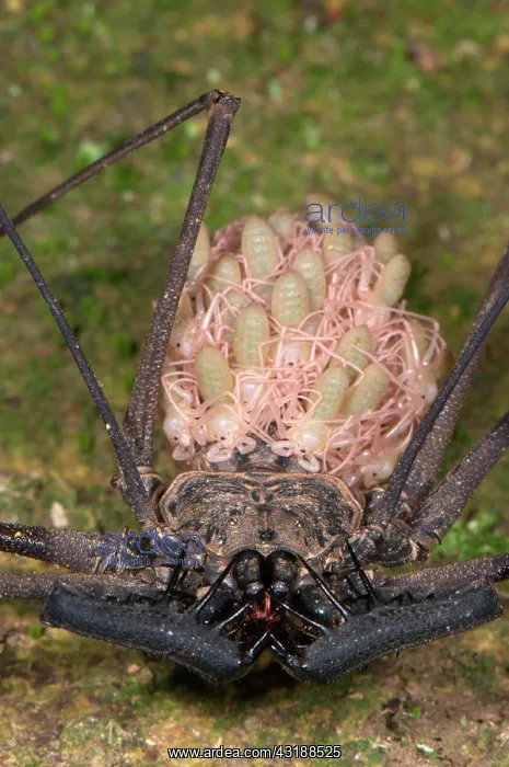 : Tailless Whip Scorpion (Heterophrynus sp.), adult : Tailless Whip Scorpion (Heterophrynus sp.), adult