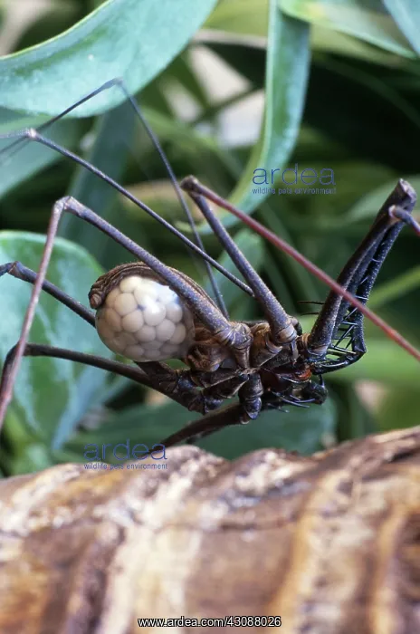 : Tailless Whipscorpion with Eggs : Tailless Whipscorpion with Eggs