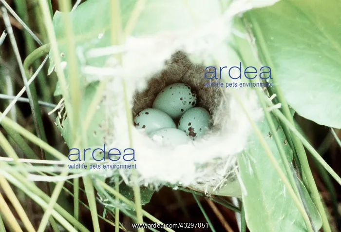 : TAILOR BIRD'S - nest with eggs : TAILOR BIRD'S - nest with eggs