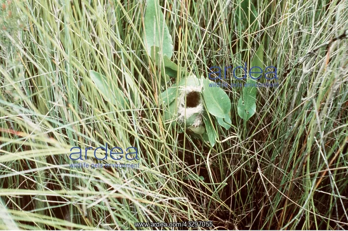 : TAILOR BIRD'S NEST - View of nest showing leaves : TAILOR BIRD'S NEST - View of nest showing leaves