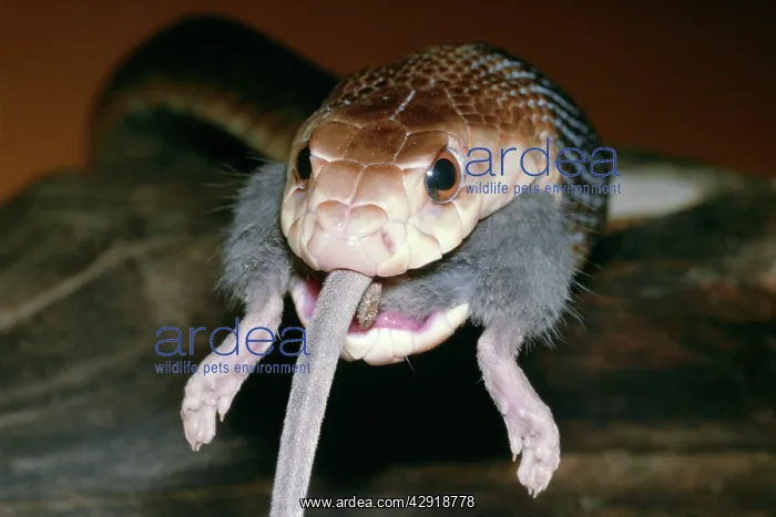 : TAIPAN / Fierce SNAKE - eating a mouse : TAIPAN / Fierce SNAKE - eating a mouse