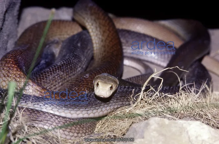 : Taipan Snake : Taipan Snake