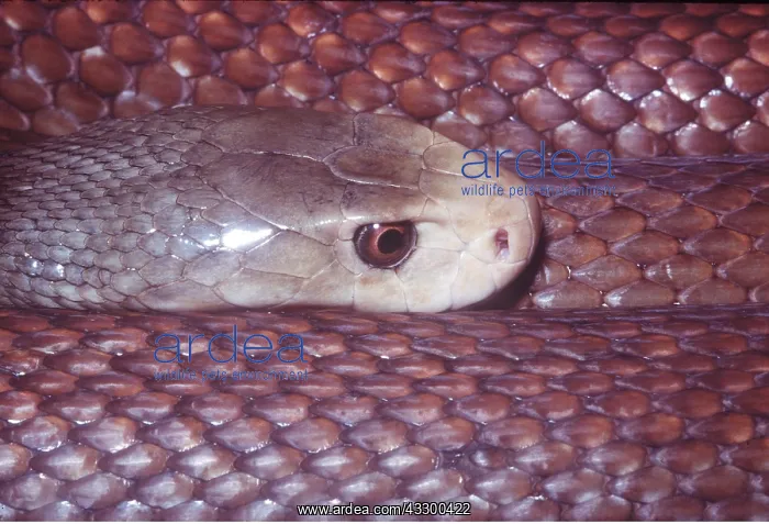 : Taipan SNAKE - close up of head : Taipan SNAKE - close up of head