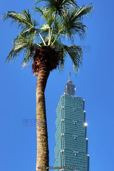 : Taipei 101 skyscraper in Xinyi District, Taipei, Taiwan : Taipei 101 skyscraper in Xinyi District, Taipei, Taiwan