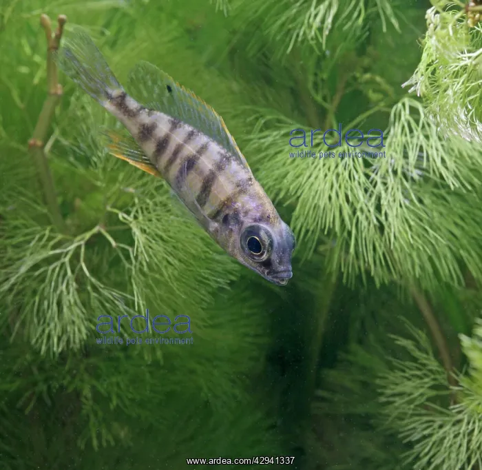 : Taiwan reef fish - side view, tropical freshwater : Taiwan reef fish - side view, tropical freshwater