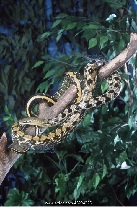 : TAIWANESE BEAUTY SNAKE - on branch : TAIWANESE BEAUTY SNAKE - on branch