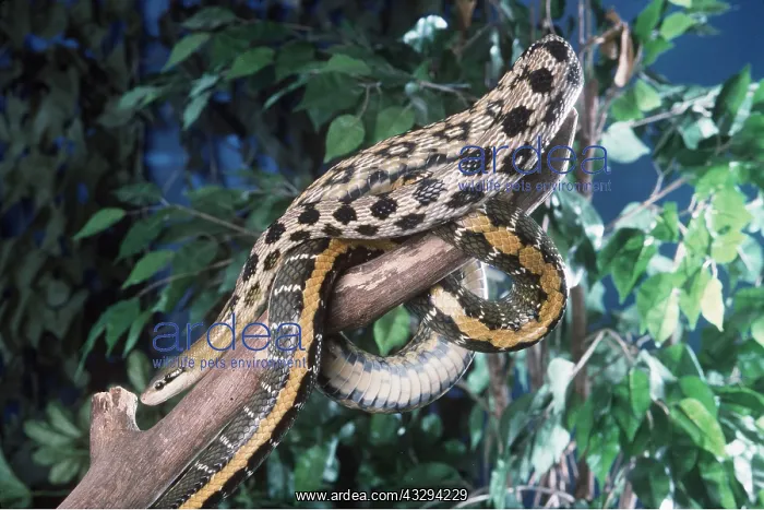 : TAIWANESE BEAUTY SNAKE - IN TREE : TAIWANESE BEAUTY SNAKE - IN TREE