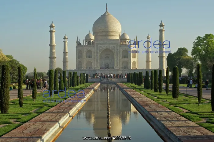 : Taj Mahal - early morning : Taj Mahal - early morning