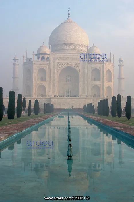 : Taj Mahal - In early morning light : Taj Mahal - In early morning light
