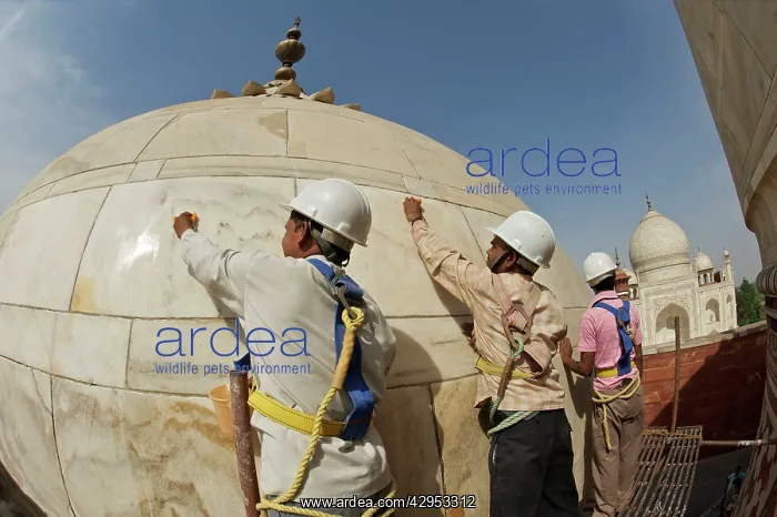 : Taj Mahal - marble cleaning on the mosque dome : Taj Mahal - marble cleaning on the mosque dome
