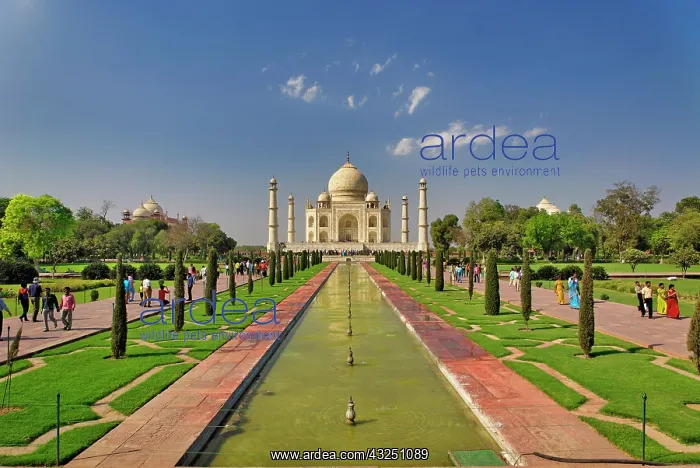 : Taj Mahal mausoleum / Agra, India : Taj Mahal mausoleum / Agra, India
