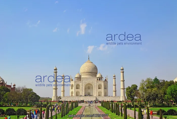 : Taj Mahal, a mausoleum located in Agra : Taj Mahal, a mausoleum located in Agra
