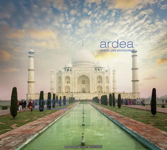 : Taj Mahal on sunrise sunset, Indian Symbol, India : Taj Mahal on sunrise sunset, Indian Symbol, India