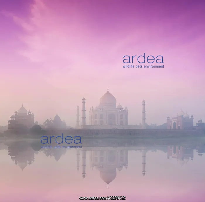 : Taj Mahal on sunrise sunset reflection in Yamuna : Taj Mahal on sunrise sunset reflection in Yamuna