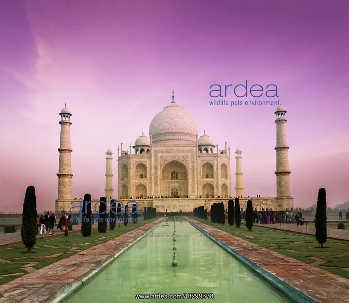 : Taj Mahal on sunset, Indian Symbol, India travel : Taj Mahal on sunset, Indian Symbol, India travel