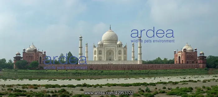 : Taj Mahal - view across the Yamuna - dry river bed : Taj Mahal - view across the Yamuna - dry river bed