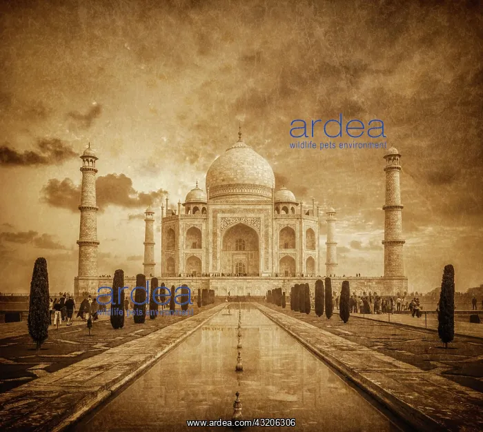 : Taj Mahal vintage image. Indian Symbol, India tr : Taj Mahal vintage image. Indian Symbol, India tr