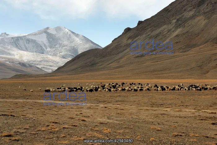 : Tajikistan - Herd of sheep in Pamir mountain - Murgab : Tajikistan - Herd of sheep in Pamir mountain - Murgab