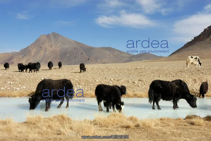 : Tajikistan - Herd of Yak in Pamir mountain drinking : Tajikistan - Herd of Yak in Pamir mountain drinking