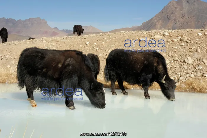 : Tajikistan - Herd of Yak in Pamir mountain drinking : Tajikistan - Herd of Yak in Pamir mountain drinking