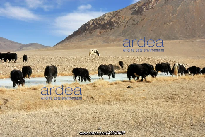 : Tajikistan - Herd of Yak in Pamir mountain - Murgab : Tajikistan - Herd of Yak in Pamir mountain - Murgab