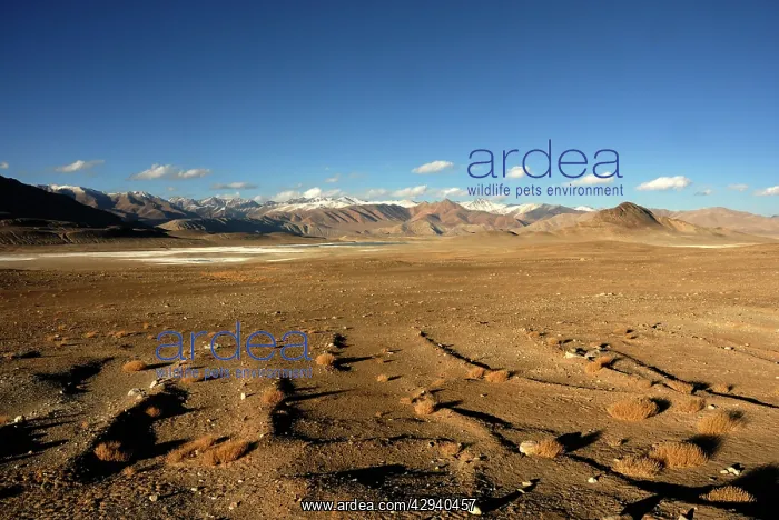 : Tajikistan - High valley in Pamir mountain - Murgab : Tajikistan - High valley in Pamir mountain - Murgab